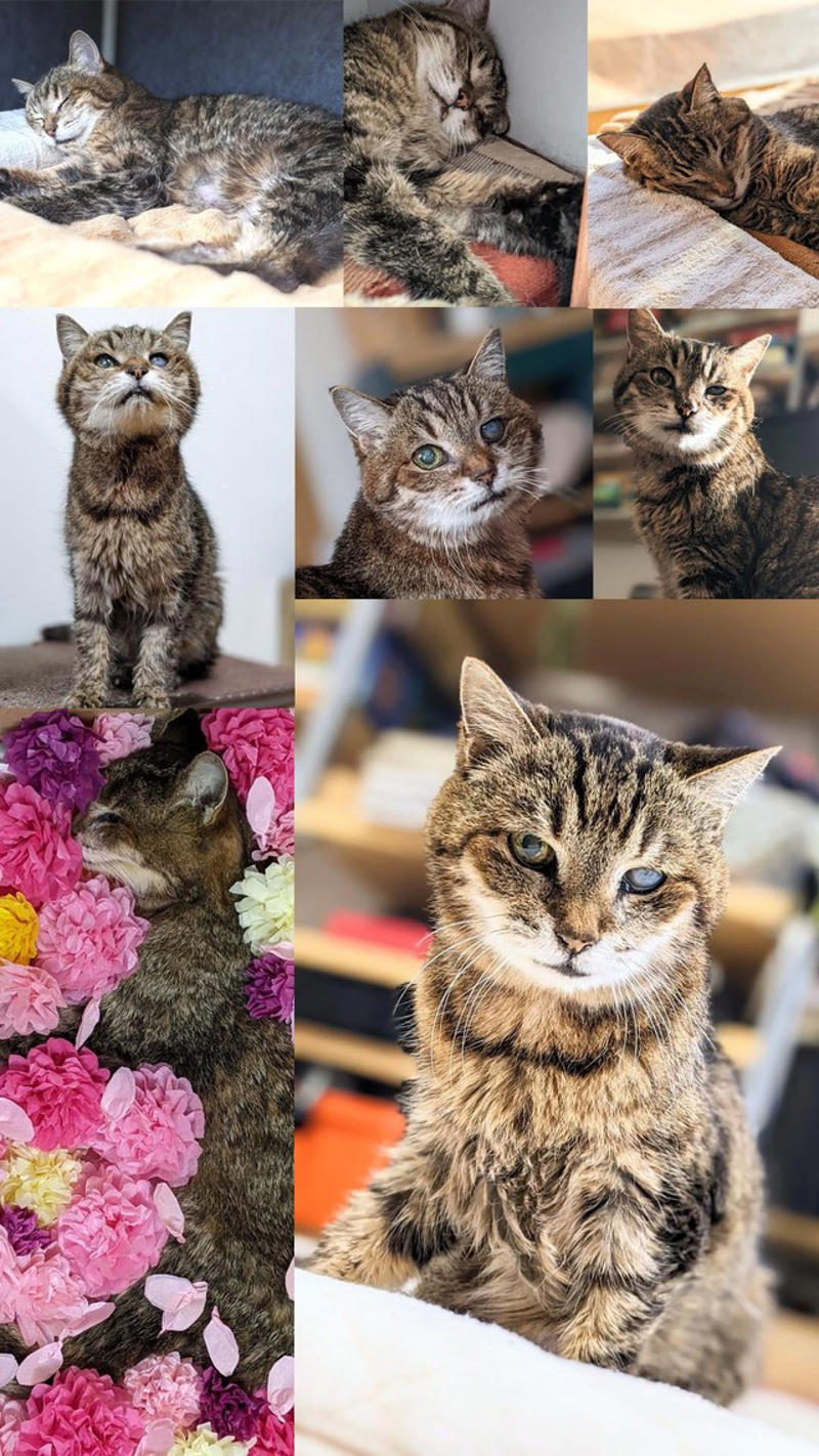 「プライドが高く、でも強い猫」うりぽんの素顔,  「何が何でもトイレに行く」飼い主が受けた強い印象,  「寄り添っているつもりが、実は寄り添われていた」,  読者へのメッセージと、老猫と暮らすヒント