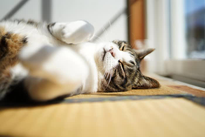 猫にとって過ごしやすいのは「畳 or フローリング」？, 畳のメリット・デメリット, フローリングのメリット・デメリット, 猫の安全と快適性を両立させる“床材選び”のポイント, 滑り止めマットやカーペットを活用, 畳の場合はダニ・カビ対策をしっかり, 猫の「お気に入りの場所」を観察しよう