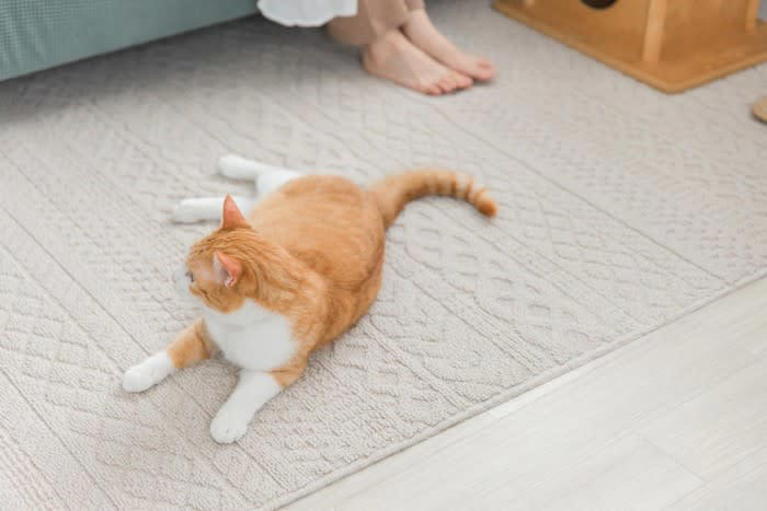 猫にとって過ごしやすいのは「畳 or フローリング」？, 畳のメリット・デメリット, フローリングのメリット・デメリット, 猫の安全と快適性を両立させる“床材選び”のポイント, 滑り止めマットやカーペットを活用, 畳の場合はダニ・カビ対策をしっかり, 猫の「お気に入りの場所」を観察しよう