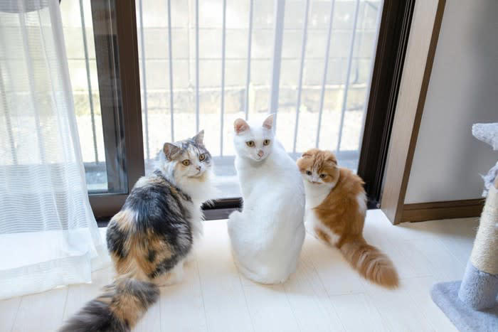 猫の多頭飼い『適切な頭数』は何匹？, 猫同士が幸せになる『多頭飼い』のポイント5つ, 1.『安全基地』があること, 2.飼い主さんが干渉しすぎないこと, 3.トイレの動線や数に配慮する, 4. 食事の取り方でチーム分けをする, 5.平等に愛情を注ぐ