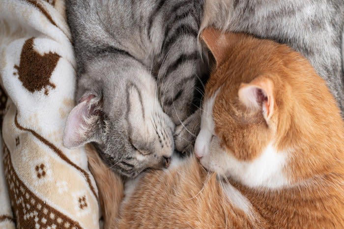 猫の多頭飼い『適切な頭数』は何匹？, 猫同士が幸せになる『多頭飼い』のポイント5つ, 1.『安全基地』があること, 2.飼い主さんが干渉しすぎないこと, 3.トイレの動線や数に配慮する, 4. 食事の取り方でチーム分けをする, 5.平等に愛情を注ぐ