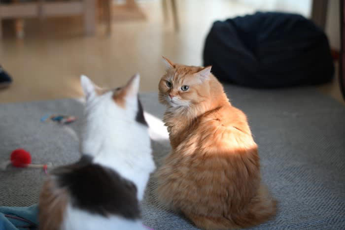 猫の多頭飼い『適切な頭数』は何匹？, 猫同士が幸せになる『多頭飼い』のポイント5つ, 1.『安全基地』があること, 2.飼い主さんが干渉しすぎないこと, 3.トイレの動線や数に配慮する, 4. 食事の取り方でチーム分けをする, 5.平等に愛情を注ぐ