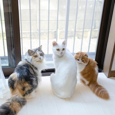 猫の多頭飼い『適切な頭数』は何匹？, 猫同士が幸せになる『多頭飼い』のポイント5つ, 1.『安全基地』があること, 2.飼い主さんが干渉しすぎないこと, 3.トイレの動線や数に配慮する, 4. 食事の取り方でチーム分けをする, 5.平等に愛情を注ぐ