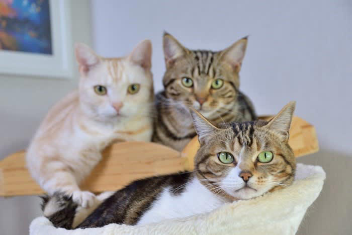 猫の多頭飼い『適切な頭数』は何匹？, 猫同士が幸せになる『多頭飼い』のポイント5つ, 1.『安全基地』があること, 2.飼い主さんが干渉しすぎないこと, 3.トイレの動線や数に配慮する, 4. 食事の取り方でチーム分けをする, 5.平等に愛情を注ぐ