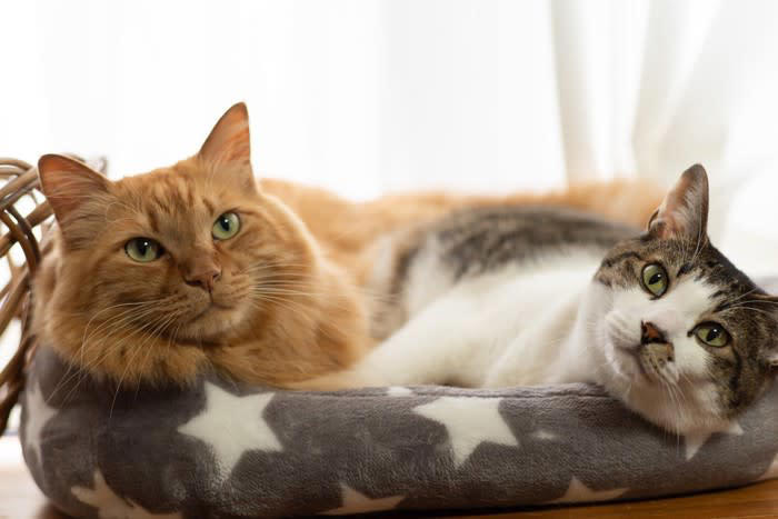 猫の多頭飼い『適切な頭数』は何匹？, 猫同士が幸せになる『多頭飼い』のポイント5つ, 1.『安全基地』があること, 2.飼い主さんが干渉しすぎないこと, 3.トイレの動線や数に配慮する, 4. 食事の取り方でチーム分けをする, 5.平等に愛情を注ぐ