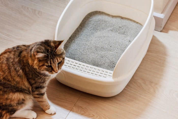 猫の多頭飼い『適切な頭数』は何匹？, 猫同士が幸せになる『多頭飼い』のポイント5つ, 1.『安全基地』があること, 2.飼い主さんが干渉しすぎないこと, 3.トイレの動線や数に配慮する, 4. 食事の取り方でチーム分けをする, 5.平等に愛情を注ぐ