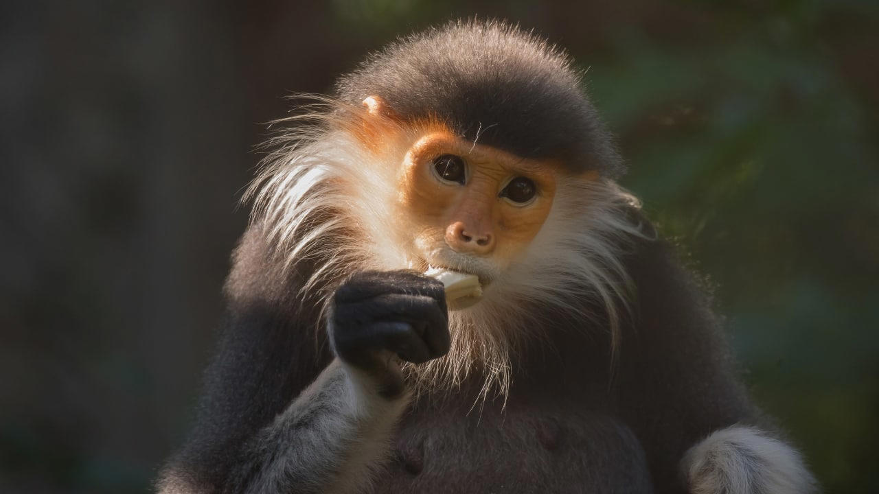 1. Golden Snub-Nosed Monkey – China In the misty mountains of central and southwestern China, the golden snub-nosed monkey dazzles with its vibrant golden fur and striking blue face. Social and playful, these monkeys inhabit the Qinling and Sichuan regions, offering a surreal wildlife experience against the backdrop of snow-dusted forests. (Image: Canva), 2. Tarsier – Philippines Tiny, wide-eyed, and nocturnal, the tarsier is one of the most endearing primates on Earth. Found on the islands of Bohol and Leyte, these delicate creatures are best observed on guided night tours, where their luminous eyes peek through dense forest foliage. (Image: Canva), 3. Proboscis Monkey – Borneo, Malaysia and Indonesia With their famously long noses and reddish-brown coats, proboscis monkeys are a sight to behold. Inhabiting mangrove forests and riverbanks, particularly in Sabah and Sarawak, these endangered primates are often spotted during serene river cruises — a photographer’s dream. (Image: Canva), 4. Yellow-Tailed Woolly Monkey – Peru Hidden deep in the cloud forests of northern Peru, the yellow-tailed woolly monkey is one of the world’s rarest primates. Known for their golden fur and expressive faces, these shy creatures are best observed with experienced guides who navigate the remote Andean forests. (Image: Canva), 5. Black-and-White Snub-Nosed Monkey – China Even rarer than its golden cousin, this elusive monkey inhabits the high-altitude forests of Yunnan. Spotting one requires patience and a guided trek through protected reserves, but the reward — glimpsing a living jewel of the mountains — is unforgettable. (Image: Canva), 6. Roloway Monkey – Ghana and Côte d’Ivoire Critically endangered and strikingly beautiful, the Roloway monkey thrives in the rainforests of West Africa. Ecotourism projects in Kakum National Park, Ghana, offer visitors a chance to observe these gentle primates while contributing to vital conservation efforts. (Image: Canva), 7. Red-Shanked Douc – Vietnam and Laos Nicknamed the “painted monkey,” the red-shanked douc is a riot of color, with vivid red legs, golden arms, and expressive faces. Bach Ma National Park in Vietnam provides an incredible opportunity to trek alongside these sociable primates in their natural habitat. (Image: Canva), 8. Golden Langur – Bhutan and India The golden langur, with its shimmering coat and serene demeanor, inhabits the forests along the Indo-Bhutan border. Known for its acrobatic leaps and gentle presence, it’s a rare spectacle in the wild — best spotted with eco-friendly guided tours. (Image: Canva), 9. Indri – Madagascar The haunting calls of the indri echo through Madagascar’s rainforests, marking the presence of the largest living lemur. Andasibe-Mantadia National Park offers an immersive wildlife experience, where these gentle giants move silently among the canopy, enchanting visitors with their eerie songs. (Image: Canva), 10. Lion-Tailed Macaque – India Endemic to the Western Ghats, the lion-tailed macaque is instantly recognizable by its silver-white mane surrounding a black face. Silent and arboreal, these monkeys inhabit dense tropical forests, with Silent Valley National Park in Kerala being the ultimate destination to glimpse this endangered species. (Image: Canva)