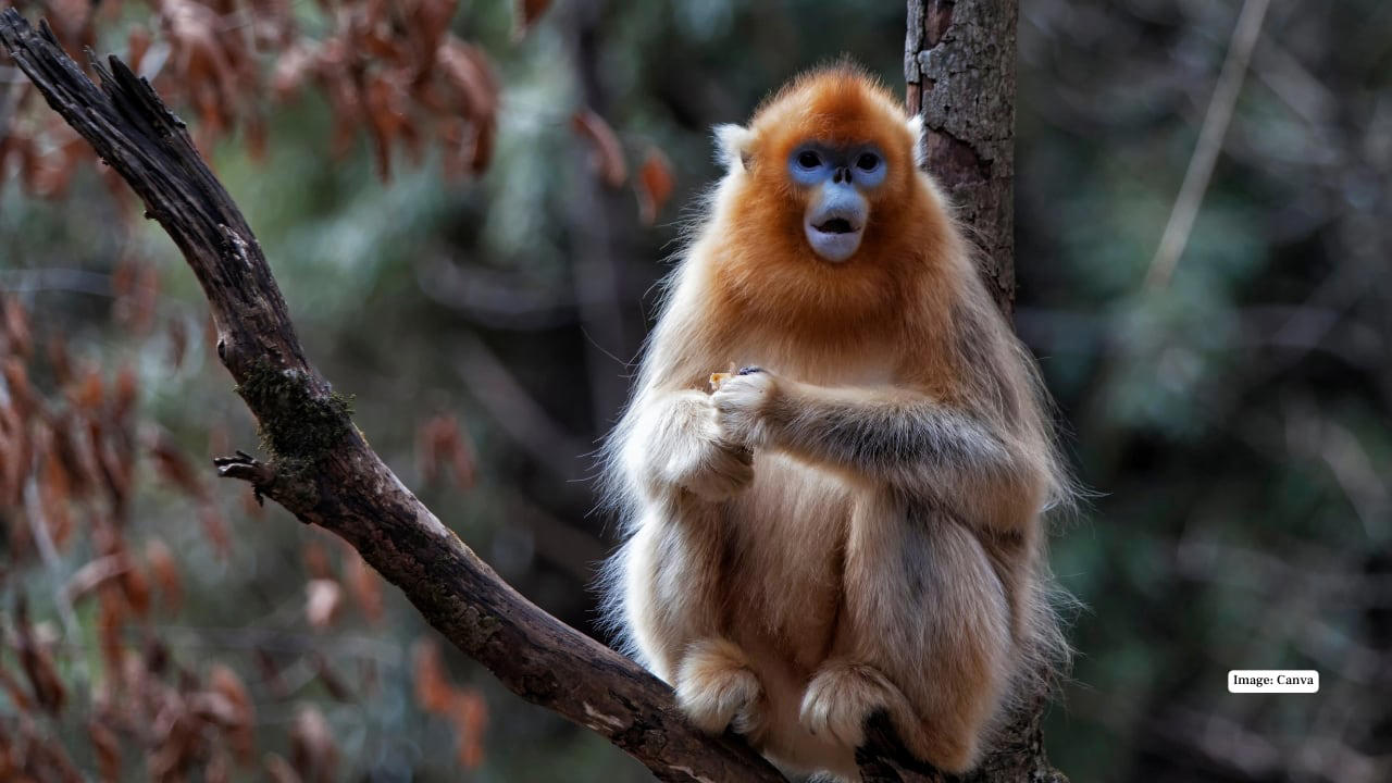 1. Golden Snub-Nosed Monkey – China In the misty mountains of central and southwestern China, the golden snub-nosed monkey dazzles with its vibrant golden fur and striking blue face. Social and playful, these monkeys inhabit the Qinling and Sichuan regions, offering a surreal wildlife experience against the backdrop of snow-dusted forests. (Image: Canva), 2. Tarsier – Philippines Tiny, wide-eyed, and nocturnal, the tarsier is one of the most endearing primates on Earth. Found on the islands of Bohol and Leyte, these delicate creatures are best observed on guided night tours, where their luminous eyes peek through dense forest foliage. (Image: Canva), 3. Proboscis Monkey – Borneo, Malaysia and Indonesia With their famously long noses and reddish-brown coats, proboscis monkeys are a sight to behold. Inhabiting mangrove forests and riverbanks, particularly in Sabah and Sarawak, these endangered primates are often spotted during serene river cruises — a photographer’s dream. (Image: Canva), 4. Yellow-Tailed Woolly Monkey – Peru Hidden deep in the cloud forests of northern Peru, the yellow-tailed woolly monkey is one of the world’s rarest primates. Known for their golden fur and expressive faces, these shy creatures are best observed with experienced guides who navigate the remote Andean forests. (Image: Canva), 5. Black-and-White Snub-Nosed Monkey – China Even rarer than its golden cousin, this elusive monkey inhabits the high-altitude forests of Yunnan. Spotting one requires patience and a guided trek through protected reserves, but the reward — glimpsing a living jewel of the mountains — is unforgettable. (Image: Canva), 6. Roloway Monkey – Ghana and Côte d’Ivoire Critically endangered and strikingly beautiful, the Roloway monkey thrives in the rainforests of West Africa. Ecotourism projects in Kakum National Park, Ghana, offer visitors a chance to observe these gentle primates while contributing to vital conservation efforts. (Image: Canva), 7. Red-Shanked Douc – Vietnam and Laos Nicknamed the “painted monkey,” the red-shanked douc is a riot of color, with vivid red legs, golden arms, and expressive faces. Bach Ma National Park in Vietnam provides an incredible opportunity to trek alongside these sociable primates in their natural habitat. (Image: Canva), 8. Golden Langur – Bhutan and India The golden langur, with its shimmering coat and serene demeanor, inhabits the forests along the Indo-Bhutan border. Known for its acrobatic leaps and gentle presence, it’s a rare spectacle in the wild — best spotted with eco-friendly guided tours. (Image: Canva), 9. Indri – Madagascar The haunting calls of the indri echo through Madagascar’s rainforests, marking the presence of the largest living lemur. Andasibe-Mantadia National Park offers an immersive wildlife experience, where these gentle giants move silently among the canopy, enchanting visitors with their eerie songs. (Image: Canva), 10. Lion-Tailed Macaque – India Endemic to the Western Ghats, the lion-tailed macaque is instantly recognizable by its silver-white mane surrounding a black face. Silent and arboreal, these monkeys inhabit dense tropical forests, with Silent Valley National Park in Kerala being the ultimate destination to glimpse this endangered species. (Image: Canva)