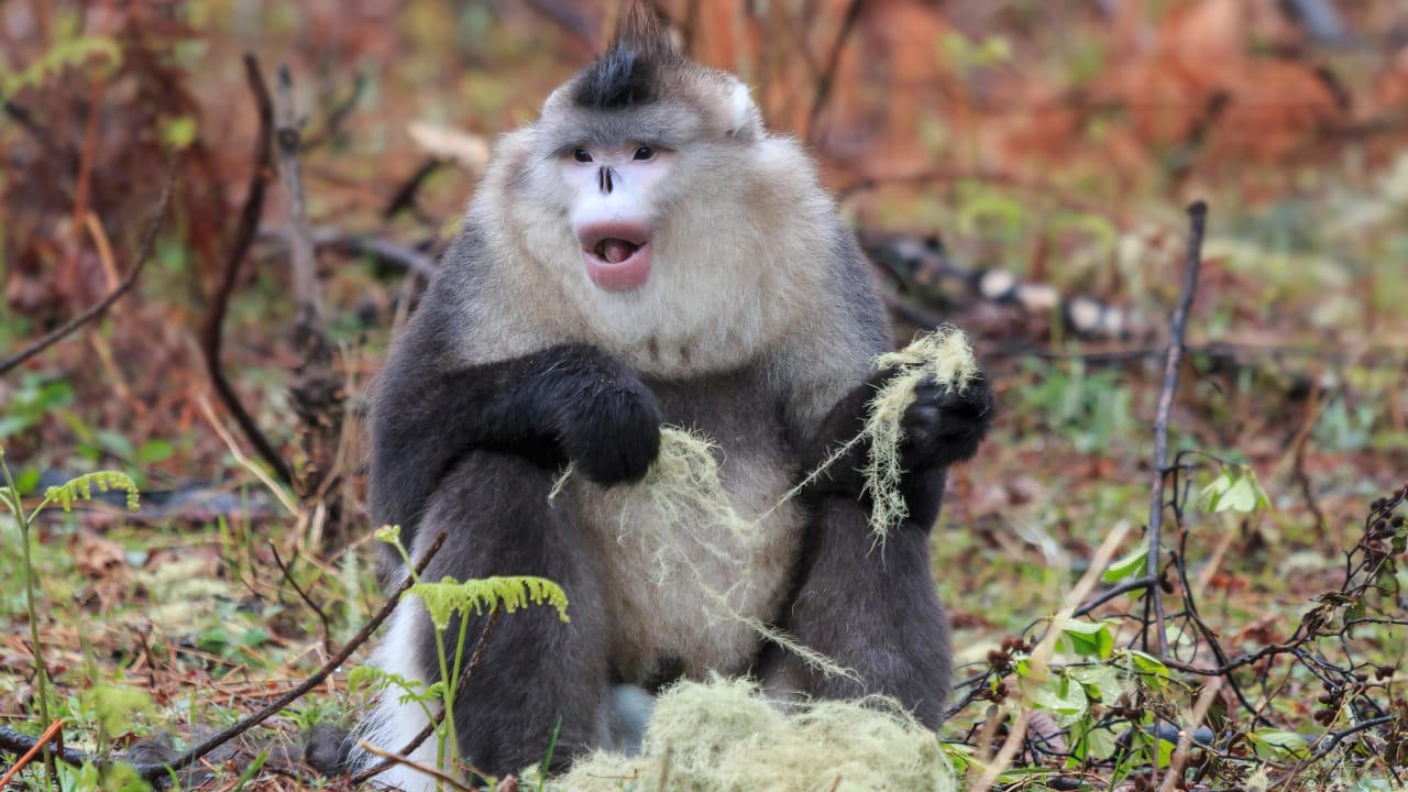 1. Golden Snub-Nosed Monkey – China In the misty mountains of central and southwestern China, the golden snub-nosed monkey dazzles with its vibrant golden fur and striking blue face. Social and playful, these monkeys inhabit the Qinling and Sichuan regions, offering a surreal wildlife experience against the backdrop of snow-dusted forests. (Image: Canva), 2. Tarsier – Philippines Tiny, wide-eyed, and nocturnal, the tarsier is one of the most endearing primates on Earth. Found on the islands of Bohol and Leyte, these delicate creatures are best observed on guided night tours, where their luminous eyes peek through dense forest foliage. (Image: Canva), 3. Proboscis Monkey – Borneo, Malaysia and Indonesia With their famously long noses and reddish-brown coats, proboscis monkeys are a sight to behold. Inhabiting mangrove forests and riverbanks, particularly in Sabah and Sarawak, these endangered primates are often spotted during serene river cruises — a photographer’s dream. (Image: Canva), 4. Yellow-Tailed Woolly Monkey – Peru Hidden deep in the cloud forests of northern Peru, the yellow-tailed woolly monkey is one of the world’s rarest primates. Known for their golden fur and expressive faces, these shy creatures are best observed with experienced guides who navigate the remote Andean forests. (Image: Canva), 5. Black-and-White Snub-Nosed Monkey – China Even rarer than its golden cousin, this elusive monkey inhabits the high-altitude forests of Yunnan. Spotting one requires patience and a guided trek through protected reserves, but the reward — glimpsing a living jewel of the mountains — is unforgettable. (Image: Canva), 6. Roloway Monkey – Ghana and Côte d’Ivoire Critically endangered and strikingly beautiful, the Roloway monkey thrives in the rainforests of West Africa. Ecotourism projects in Kakum National Park, Ghana, offer visitors a chance to observe these gentle primates while contributing to vital conservation efforts. (Image: Canva), 7. Red-Shanked Douc – Vietnam and Laos Nicknamed the “painted monkey,” the red-shanked douc is a riot of color, with vivid red legs, golden arms, and expressive faces. Bach Ma National Park in Vietnam provides an incredible opportunity to trek alongside these sociable primates in their natural habitat. (Image: Canva), 8. Golden Langur – Bhutan and India The golden langur, with its shimmering coat and serene demeanor, inhabits the forests along the Indo-Bhutan border. Known for its acrobatic leaps and gentle presence, it’s a rare spectacle in the wild — best spotted with eco-friendly guided tours. (Image: Canva), 9. Indri – Madagascar The haunting calls of the indri echo through Madagascar’s rainforests, marking the presence of the largest living lemur. Andasibe-Mantadia National Park offers an immersive wildlife experience, where these gentle giants move silently among the canopy, enchanting visitors with their eerie songs. (Image: Canva), 10. Lion-Tailed Macaque – India Endemic to the Western Ghats, the lion-tailed macaque is instantly recognizable by its silver-white mane surrounding a black face. Silent and arboreal, these monkeys inhabit dense tropical forests, with Silent Valley National Park in Kerala being the ultimate destination to glimpse this endangered species. (Image: Canva)
