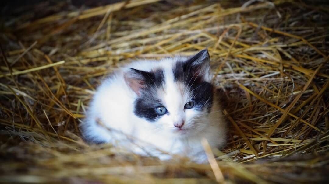 11. Emailed a kitten to the CEO 1. Forgot a critical line of code, 2. Spent months browsing instead of working, 3. Solved a bathroom problem the wrong way, 4. Sent a flirty message to the boss by mistake, 5. Earned a reputation for “too much” productivity, 6. Squirted the wrong person with a water pistol, 7. Melted .2 million of silicon wafers, 8. Wrote two books on company time, 9. Laughed at the worst moment, 10. Dropped not one brain, but two, 11. Emailed a kitten to the CEO, 12. Tried to stop two giant stacks with one arm, 13. Trusted a subcontractor who skipped safety, 14. Dumped a milkshake on a kid, 15. Grazed a fence with a school bus, 16. Dropped an X-ray tube on a commander, 17. Pressed the panic button then stayed quiet, 18. Sent the wrong live video to a Marine unit, 19. Hid in a supply closet during a panic attack, 20. Locked the manager in the walk-in, 21. Served a beanie baby sandwich as a joke, 23. Gave the wrong directions on purpose, 24. Threw a muffin at a rude customer, 25. Washed away the soup of the day, 26. Handed out freebies and off-book discounts, 27. Towed a car at the worst possible time, 28. Parked every white car on the same level, 29. Mixed up the ice and the cleaning bucket, 30. Pressured people to donate to a rich college, 31. Turned the shop into an oil fight, 32. Broke dozens of TVs to meet a quota, 33. Flushed at the worst time onto a plumber, 34. Had an emergency during training