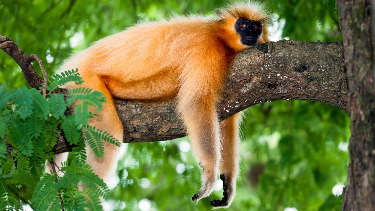 1. Golden Snub-Nosed Monkey – China In the misty mountains of central and southwestern China, the golden snub-nosed monkey dazzles with its vibrant golden fur and striking blue face. Social and playful, these monkeys inhabit the Qinling and Sichuan regions, offering a surreal wildlife experience against the backdrop of snow-dusted forests. (Image: Canva), 2. Tarsier – Philippines Tiny, wide-eyed, and nocturnal, the tarsier is one of the most endearing primates on Earth. Found on the islands of Bohol and Leyte, these delicate creatures are best observed on guided night tours, where their luminous eyes peek through dense forest foliage. (Image: Canva), 3. Proboscis Monkey – Borneo, Malaysia and Indonesia With their famously long noses and reddish-brown coats, proboscis monkeys are a sight to behold. Inhabiting mangrove forests and riverbanks, particularly in Sabah and Sarawak, these endangered primates are often spotted during serene river cruises — a photographer’s dream. (Image: Canva), 4. Yellow-Tailed Woolly Monkey – Peru Hidden deep in the cloud forests of northern Peru, the yellow-tailed woolly monkey is one of the world’s rarest primates. Known for their golden fur and expressive faces, these shy creatures are best observed with experienced guides who navigate the remote Andean forests. (Image: Canva), 5. Black-and-White Snub-Nosed Monkey – China Even rarer than its golden cousin, this elusive monkey inhabits the high-altitude forests of Yunnan. Spotting one requires patience and a guided trek through protected reserves, but the reward — glimpsing a living jewel of the mountains — is unforgettable. (Image: Canva), 6. Roloway Monkey – Ghana and Côte d’Ivoire Critically endangered and strikingly beautiful, the Roloway monkey thrives in the rainforests of West Africa. Ecotourism projects in Kakum National Park, Ghana, offer visitors a chance to observe these gentle primates while contributing to vital conservation efforts. (Image: Canva), 7. Red-Shanked Douc – Vietnam and Laos Nicknamed the “painted monkey,” the red-shanked douc is a riot of color, with vivid red legs, golden arms, and expressive faces. Bach Ma National Park in Vietnam provides an incredible opportunity to trek alongside these sociable primates in their natural habitat. (Image: Canva), 8. Golden Langur – Bhutan and India The golden langur, with its shimmering coat and serene demeanor, inhabits the forests along the Indo-Bhutan border. Known for its acrobatic leaps and gentle presence, it’s a rare spectacle in the wild — best spotted with eco-friendly guided tours. (Image: Canva), 9. Indri – Madagascar The haunting calls of the indri echo through Madagascar’s rainforests, marking the presence of the largest living lemur. Andasibe-Mantadia National Park offers an immersive wildlife experience, where these gentle giants move silently among the canopy, enchanting visitors with their eerie songs. (Image: Canva), 10. Lion-Tailed Macaque – India Endemic to the Western Ghats, the lion-tailed macaque is instantly recognizable by its silver-white mane surrounding a black face. Silent and arboreal, these monkeys inhabit dense tropical forests, with Silent Valley National Park in Kerala being the ultimate destination to glimpse this endangered species. (Image: Canva)