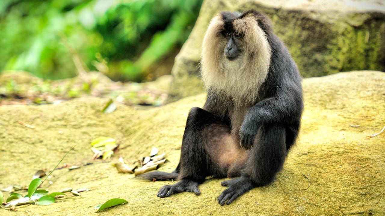 1. Golden Snub-Nosed Monkey – China In the misty mountains of central and southwestern China, the golden snub-nosed monkey dazzles with its vibrant golden fur and striking blue face. Social and playful, these monkeys inhabit the Qinling and Sichuan regions, offering a surreal wildlife experience against the backdrop of snow-dusted forests. (Image: Canva), 2. Tarsier – Philippines Tiny, wide-eyed, and nocturnal, the tarsier is one of the most endearing primates on Earth. Found on the islands of Bohol and Leyte, these delicate creatures are best observed on guided night tours, where their luminous eyes peek through dense forest foliage. (Image: Canva), 3. Proboscis Monkey – Borneo, Malaysia and Indonesia With their famously long noses and reddish-brown coats, proboscis monkeys are a sight to behold. Inhabiting mangrove forests and riverbanks, particularly in Sabah and Sarawak, these endangered primates are often spotted during serene river cruises — a photographer’s dream. (Image: Canva), 4. Yellow-Tailed Woolly Monkey – Peru Hidden deep in the cloud forests of northern Peru, the yellow-tailed woolly monkey is one of the world’s rarest primates. Known for their golden fur and expressive faces, these shy creatures are best observed with experienced guides who navigate the remote Andean forests. (Image: Canva), 5. Black-and-White Snub-Nosed Monkey – China Even rarer than its golden cousin, this elusive monkey inhabits the high-altitude forests of Yunnan. Spotting one requires patience and a guided trek through protected reserves, but the reward — glimpsing a living jewel of the mountains — is unforgettable. (Image: Canva), 6. Roloway Monkey – Ghana and Côte d’Ivoire Critically endangered and strikingly beautiful, the Roloway monkey thrives in the rainforests of West Africa. Ecotourism projects in Kakum National Park, Ghana, offer visitors a chance to observe these gentle primates while contributing to vital conservation efforts. (Image: Canva), 7. Red-Shanked Douc – Vietnam and Laos Nicknamed the “painted monkey,” the red-shanked douc is a riot of color, with vivid red legs, golden arms, and expressive faces. Bach Ma National Park in Vietnam provides an incredible opportunity to trek alongside these sociable primates in their natural habitat. (Image: Canva), 8. Golden Langur – Bhutan and India The golden langur, with its shimmering coat and serene demeanor, inhabits the forests along the Indo-Bhutan border. Known for its acrobatic leaps and gentle presence, it’s a rare spectacle in the wild — best spotted with eco-friendly guided tours. (Image: Canva), 9. Indri – Madagascar The haunting calls of the indri echo through Madagascar’s rainforests, marking the presence of the largest living lemur. Andasibe-Mantadia National Park offers an immersive wildlife experience, where these gentle giants move silently among the canopy, enchanting visitors with their eerie songs. (Image: Canva), 10. Lion-Tailed Macaque – India Endemic to the Western Ghats, the lion-tailed macaque is instantly recognizable by its silver-white mane surrounding a black face. Silent and arboreal, these monkeys inhabit dense tropical forests, with Silent Valley National Park in Kerala being the ultimate destination to glimpse this endangered species. (Image: Canva)