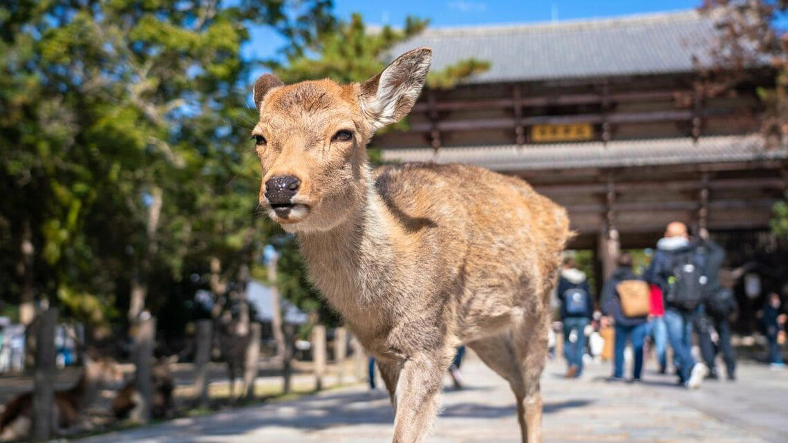 「外国人による“シカ暴行”」を巡る議論, 不毛な議論になっている, 問題があったかどうかよりも重要な点, 「ファクトチェック」が不毛な理由, 総裁選は日本の未来を暗示している