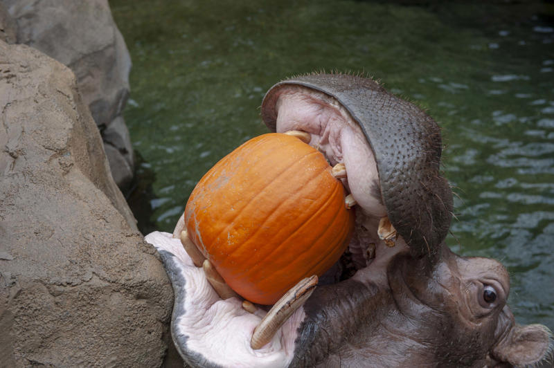 Monday, Oct. 20, Tuesday, Oct. 21, Thursday, Oct. 23, Friday, Oct. 24, Saturday, Oct. 25, Sunday, Oct. 26