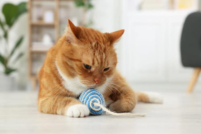 『運動神経がイマイチな猫』がみせる3つの行動, 1.ぎこちないジャンプに要注意, 2.高い場所からの降り方が不器用, 3.ボール遊びや狩猟ごっこがぎこちない, 運動神経がイマイチでも問題はない？