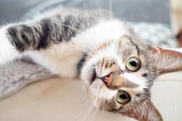 『運動神経がイマイチな猫』がみせる3つの行動, 1.ぎこちないジャンプに要注意, 2.高い場所からの降り方が不器用, 3.ボール遊びや狩猟ごっこがぎこちない, 運動神経がイマイチでも問題はない？