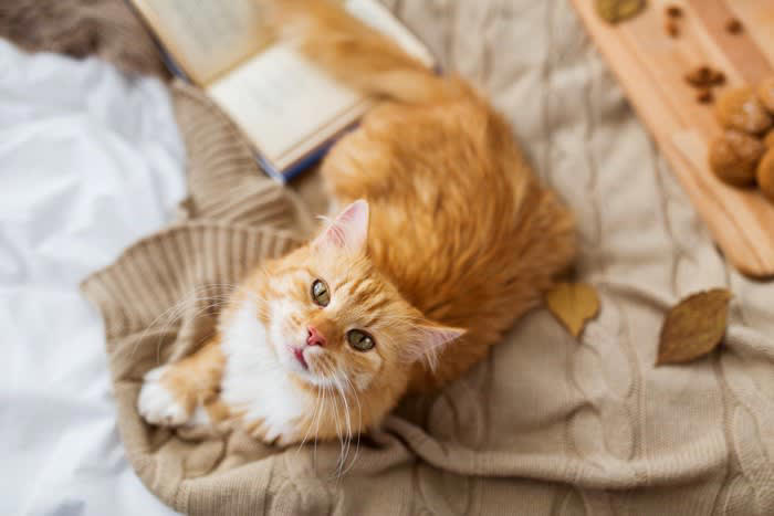 1.換毛期によって夏毛から冬毛に変化, 2.体を丸めて眠ることが多くなる, 3.飼い主や同居ペットにくっつくことが増える, 秋が訪れたら飼い主が注意すべきこと