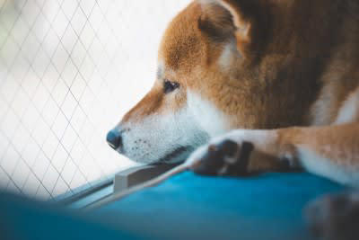 犬の『欲求不満』を解消させる方法3つ, 1.犬に適した運動をさせる, 2.おもちゃ遊びをする, 3.スキンシップやアイコンタクトを増やす, 犬のストレスを放置すると危険な理由と適切な対応