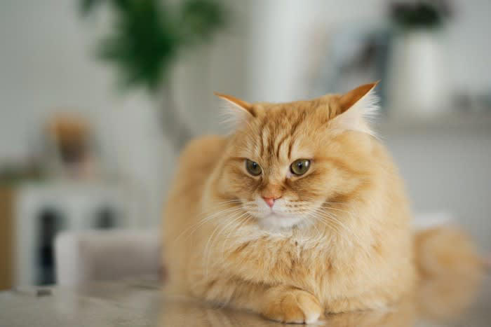『運動神経がイマイチな猫』がみせる3つの行動, 1.ぎこちないジャンプに要注意, 2.高い場所からの降り方が不器用, 3.ボール遊びや狩猟ごっこがぎこちない, 運動神経がイマイチでも問題はない？