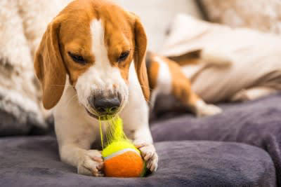犬の『欲求不満』を解消させる方法3つ, 1.犬に適した運動をさせる, 2.おもちゃ遊びをする, 3.スキンシップやアイコンタクトを増やす, 犬のストレスを放置すると危険な理由と適切な対応