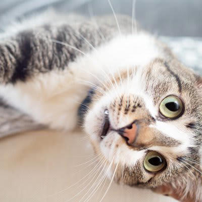 『運動神経がイマイチな猫』がみせる3つの行動, 1.ぎこちないジャンプに要注意, 2.高い場所からの降り方が不器用, 3.ボール遊びや狩猟ごっこがぎこちない, 運動神経がイマイチでも問題はない？