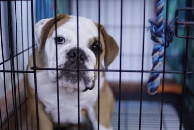 『犬用ケージ』の上手な使い方3つ, 1.犬専用のくつろぎスペースとして, 2.安全を確保するための場所として, 3.来客時などの隔離場所として, 犬用ケージは必要？, 犬用ケージを使う上での注意点, 置き場所に配慮する, できるだけ屋根をつける, 必要になったときに“急に”使わない, 慣れるまでは出入り自由にする