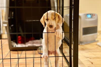 『犬用ケージ』の上手な使い方3つ, 1.犬専用のくつろぎスペースとして, 2.安全を確保するための場所として, 3.来客時などの隔離場所として, 犬用ケージは必要？, 犬用ケージを使う上での注意点, 置き場所に配慮する, できるだけ屋根をつける, 必要になったときに“急に”使わない, 慣れるまでは出入り自由にする
