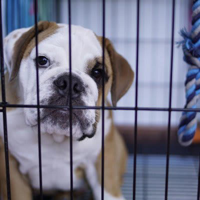 『犬用ケージ』の上手な使い方3つ, 1.犬専用のくつろぎスペースとして, 2.安全を確保するための場所として, 3.来客時などの隔離場所として, 犬用ケージは必要？, 犬用ケージを使う上での注意点, 置き場所に配慮する, できるだけ屋根をつける, 必要になったときに“急に”使わない, 慣れるまでは出入り自由にする