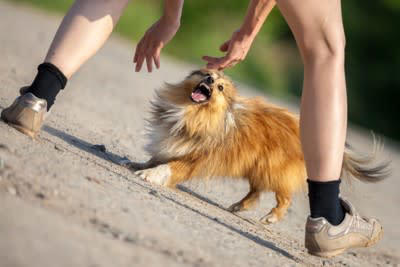 犬が後ずさりしながら吠えるときの理由, 1.不安で自ら近づきたくない, 2.恐怖を感じて「近づくな」と警告している, 3.自分の縄張りに侵入した者への警戒心, 4.近づきたいけど恐怖心もある, 犬が後ずさりしながら吠えるときの心理, 吠えることで相手を自分から遠ざけようとしている, 自分自身を守りたい, 最終的な警告をしたい, 後ずさりをしながら吠える犬を落ち着かせるための対処法, 距離を取らせること, 飼い主が落ち着いた声で話しかける