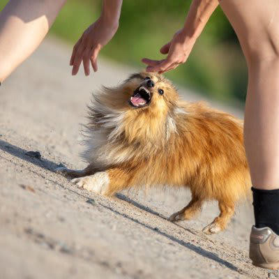 犬が後ずさりしながら吠えるときの理由, 1.不安で自ら近づきたくない, 2.恐怖を感じて「近づくな」と警告している, 3.自分の縄張りに侵入した者への警戒心, 4.近づきたいけど恐怖心もある, 犬が後ずさりしながら吠えるときの心理, 吠えることで相手を自分から遠ざけようとしている, 自分自身を守りたい, 最終的な警告をしたい, 後ずさりをしながら吠える犬を落ち着かせるための対処法, 距離を取らせること, 飼い主が落ち着いた声で話しかける