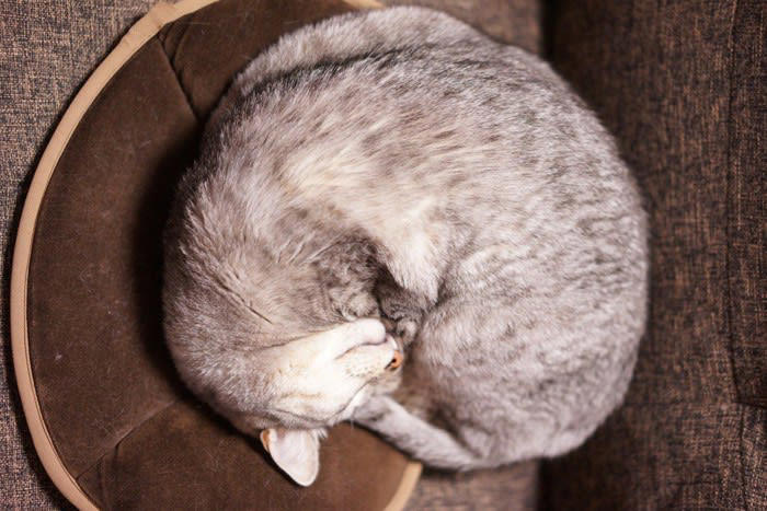 1.換毛期によって夏毛から冬毛に変化, 2.体を丸めて眠ることが多くなる, 3.飼い主や同居ペットにくっつくことが増える, 秋が訪れたら飼い主が注意すべきこと
