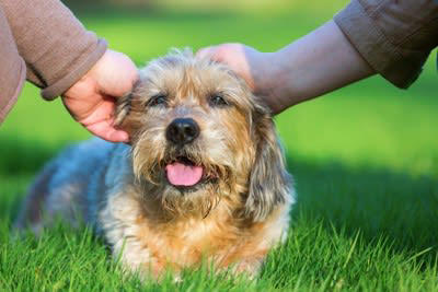 犬が大嫌いな人にみせるサイン4選, 1.唸り声をあげる, 2.後ずさりをする・隠れる, 3.ストレスサインを見せる, 4.しっぽを下げる, 苦手意識を持たれる人の特徴
