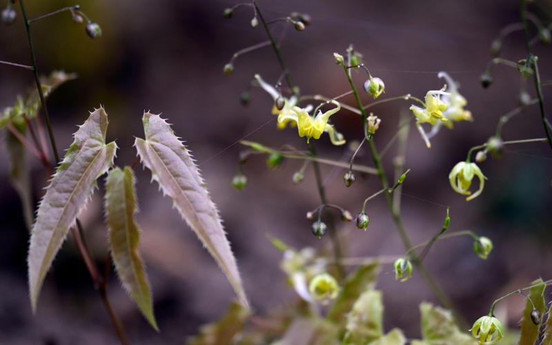 The best 10 plants to grow now, Clematis, Pussy willow, Epimedium, Polypodium, Pampas grass, Snowdrops, Honeysuckle, Witch hazel