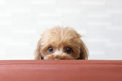 犬が大嫌いな人にみせるサイン4選, 1.唸り声をあげる, 2.後ずさりをする・隠れる, 3.ストレスサインを見せる, 4.しっぽを下げる, 苦手意識を持たれる人の特徴