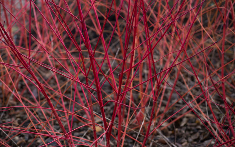 The best 10 plants to grow now, Clematis, Pussy willow, Epimedium, Polypodium, Pampas grass, Snowdrops, Honeysuckle, Witch hazel