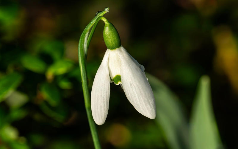 The best 10 plants to grow now, Clematis, Pussy willow, Epimedium, Polypodium, Pampas grass, Snowdrops, Honeysuckle, Witch hazel