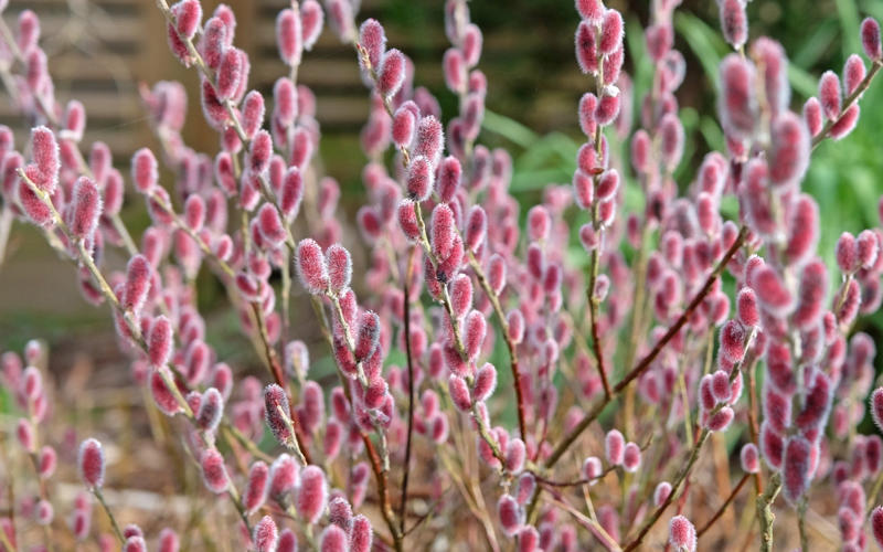 The best 10 plants to grow now, Clematis, Pussy willow, Epimedium, Polypodium, Pampas grass, Snowdrops, Honeysuckle, Witch hazel