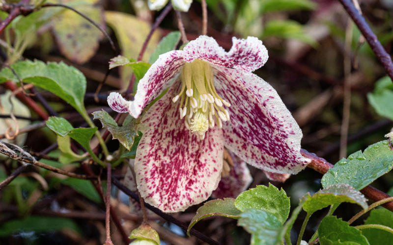 The best 10 plants to grow now, Clematis, Pussy willow, Epimedium, Polypodium, Pampas grass, Snowdrops, Honeysuckle, Witch hazel