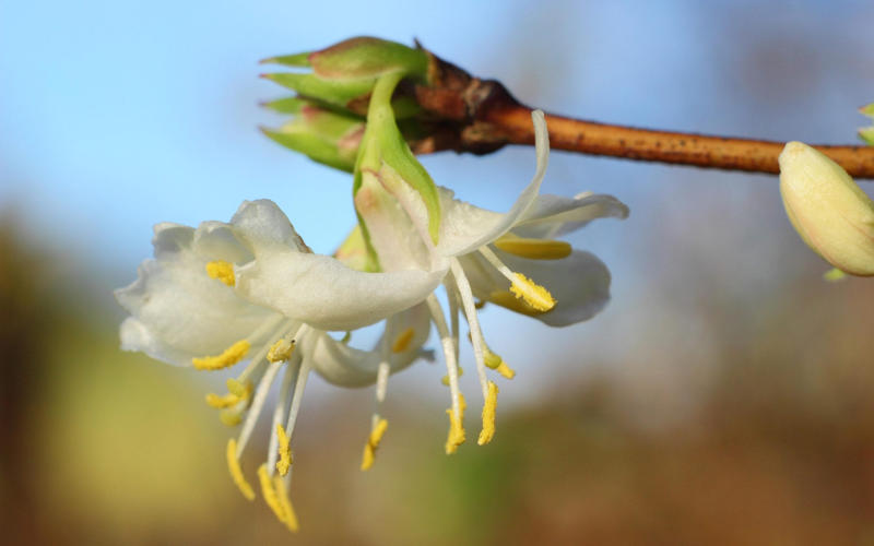 The best 10 plants to grow now, Clematis, Pussy willow, Epimedium, Polypodium, Pampas grass, Snowdrops, Honeysuckle, Witch hazel