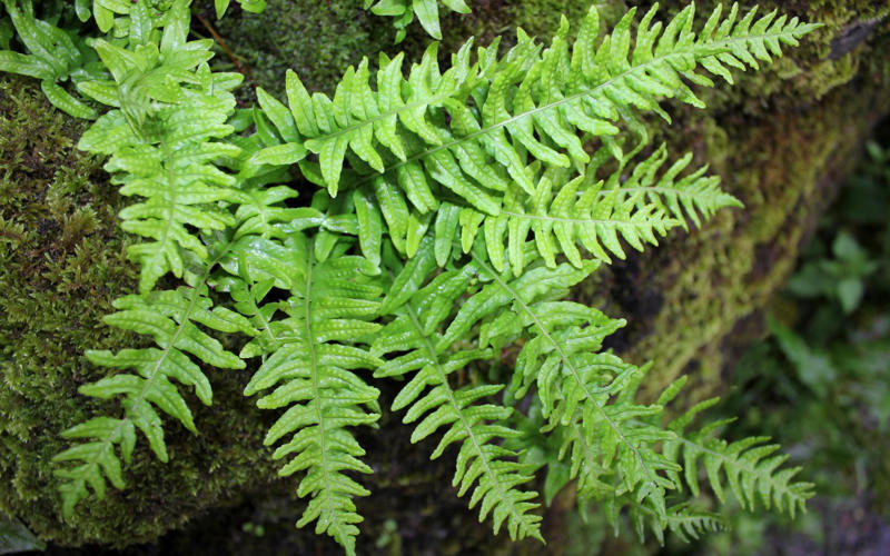 The best 10 plants to grow now, Clematis, Pussy willow, Epimedium, Polypodium, Pampas grass, Snowdrops, Honeysuckle, Witch hazel