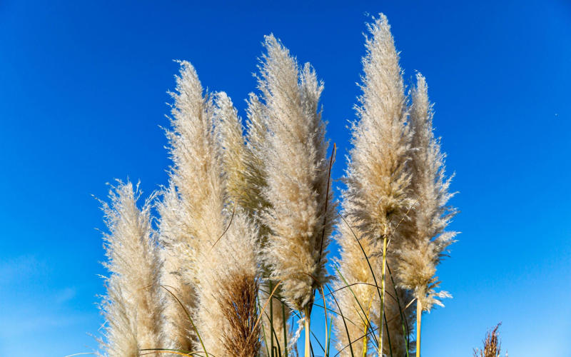The best 10 plants to grow now, Clematis, Pussy willow, Epimedium, Polypodium, Pampas grass, Snowdrops, Honeysuckle, Witch hazel