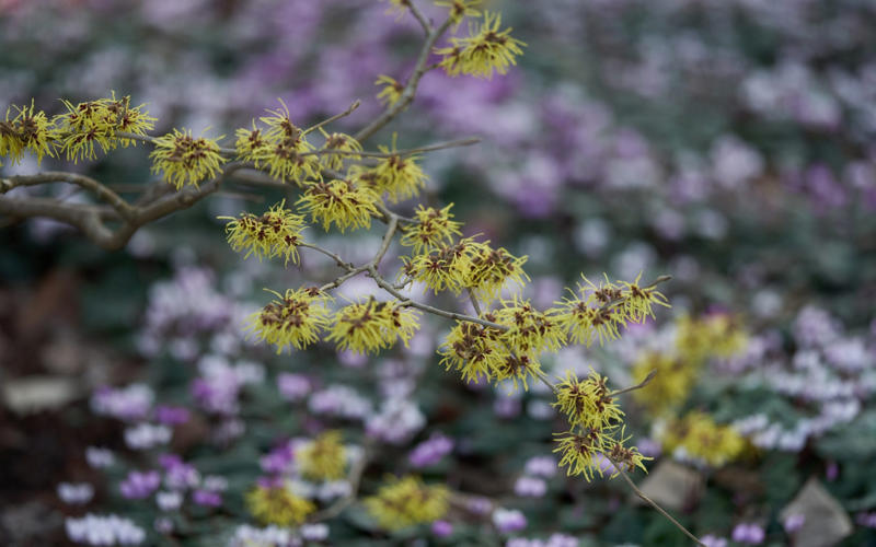 The best 10 plants to grow now, Clematis, Pussy willow, Epimedium, Polypodium, Pampas grass, Snowdrops, Honeysuckle, Witch hazel
