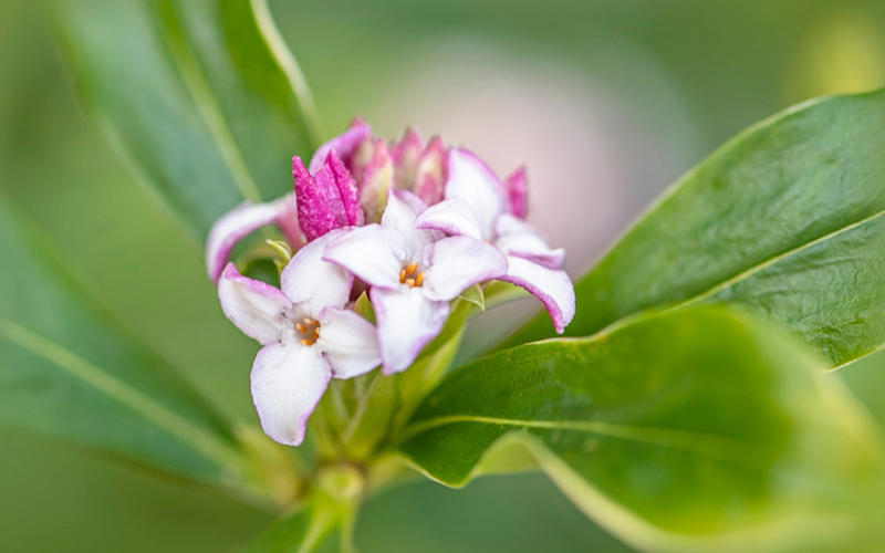 The best 10 plants to grow now, Clematis, Pussy willow, Epimedium, Polypodium, Pampas grass, Snowdrops, Honeysuckle, Witch hazel