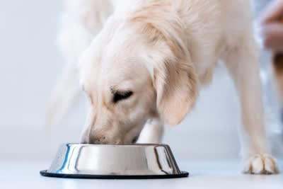 犬に絶対NGな『ごはんの食べ方』５選, 1.一度に大量のごはんを与える, 2.食べる前に過剰に「待て」させる, 3.運動直前・直後に与える, 4.食器を床に直置きして与える, 5.ごはんを放置して好きなタイミングで食べさせる, 犬に負担をかけないごはんの与え方