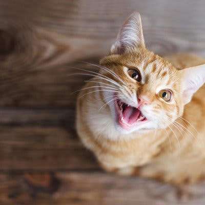 猫が足元をウロウロする理由5選, 1.ごはんやおやつを催促している, 2.寂しさや構ってほしい気持ち, 3.飼い主の行動をチェックしている, 4.落ち着くニオイを感じて安心している, 5.進行方向をブロックして「行かないで」と伝えている, こんなときは注意して見守ってあげて, しきりに鳴きながら足元を回る, 何かを訴えるようにうろついて止まらない