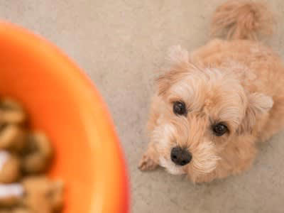 犬に絶対NGな『ごはんの食べ方』５選, 1.一度に大量のごはんを与える, 2.食べる前に過剰に「待て」させる, 3.運動直前・直後に与える, 4.食器を床に直置きして与える, 5.ごはんを放置して好きなタイミングで食べさせる, 犬に負担をかけないごはんの与え方