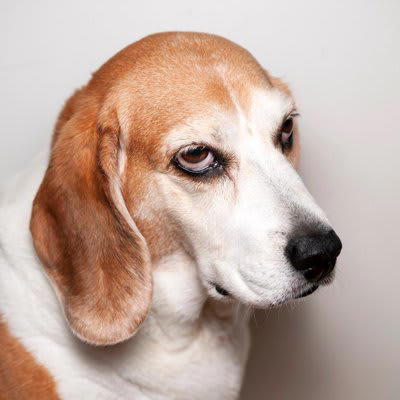 犬が不機嫌になる飼い主の行動, 1.構いすぎること, 2.放っておきすぎること, 3.時間やタイミングを忘れてしまうこと, 4.無理に他の人と触れ合わせること, スキンシップをすること, 決まりを守ること, 犬の気持ちに配慮すること, 不機嫌な愛犬と仲直りをするコツ