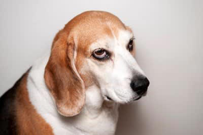 犬が不機嫌になる飼い主の行動, 1.構いすぎること, 2.放っておきすぎること, 3.時間やタイミングを忘れてしまうこと, 4.無理に他の人と触れ合わせること, スキンシップをすること, 決まりを守ること, 犬の気持ちに配慮すること, 不機嫌な愛犬と仲直りをするコツ