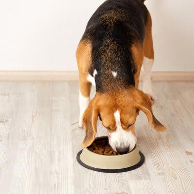 犬に絶対NGな『ごはんの食べ方』５選, 1.一度に大量のごはんを与える, 2.食べる前に過剰に「待て」させる, 3.運動直前・直後に与える, 4.食器を床に直置きして与える, 5.ごはんを放置して好きなタイミングで食べさせる, 犬に負担をかけないごはんの与え方