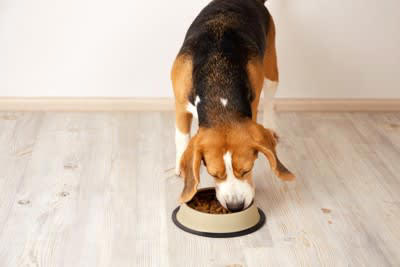 犬に絶対NGな『ごはんの食べ方』５選, 1.一度に大量のごはんを与える, 2.食べる前に過剰に「待て」させる, 3.運動直前・直後に与える, 4.食器を床に直置きして与える, 5.ごはんを放置して好きなタイミングで食べさせる, 犬に負担をかけないごはんの与え方